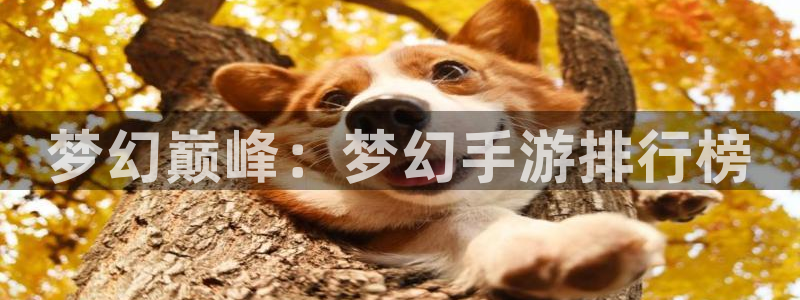 大神28预测网最新版本更新内容
