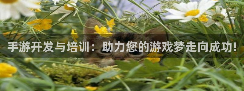 28大神怎么上不去了：手游开发与培训：助力您的游戏梦走向成功